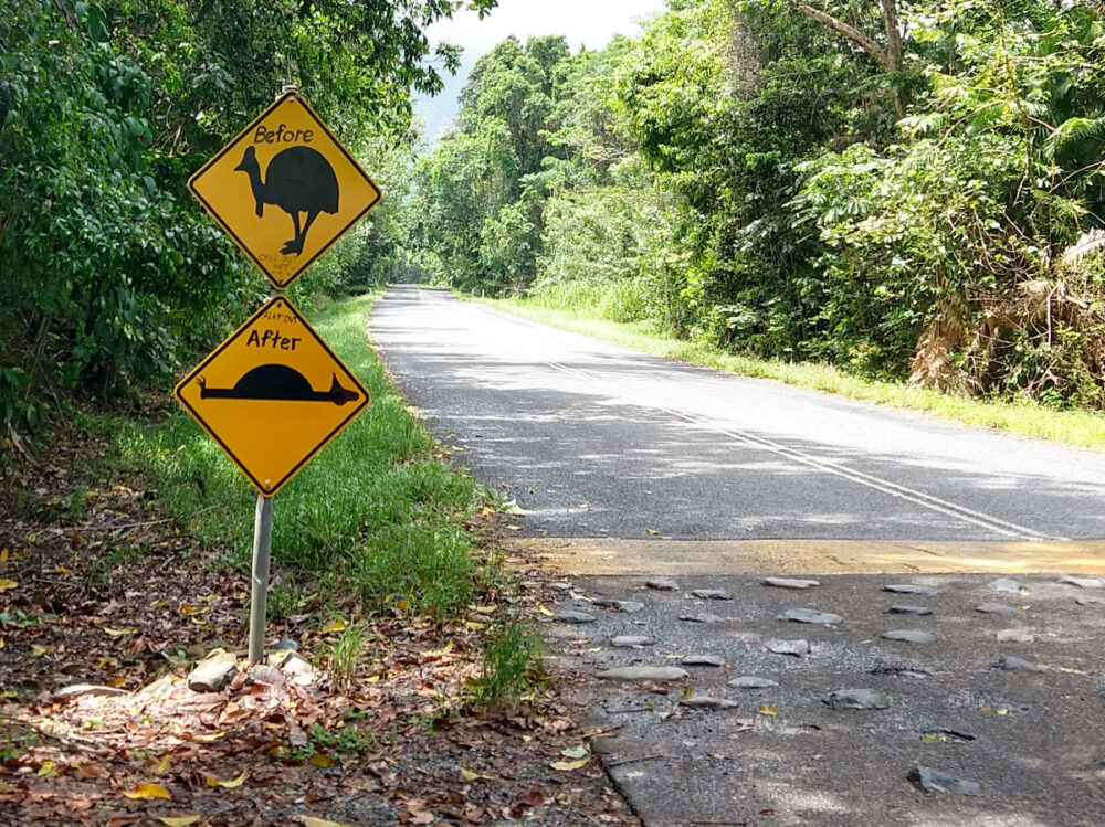 day trips from port douglas cape tribulation