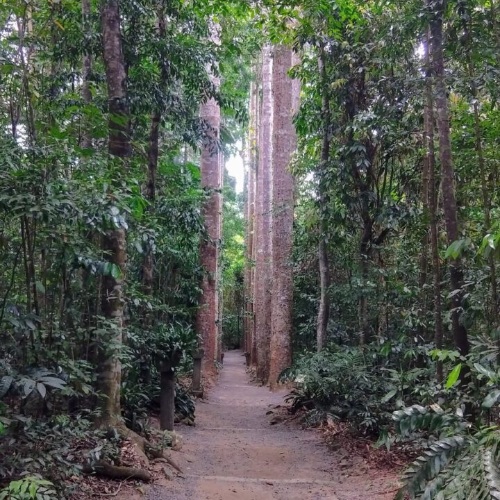 Paronella Park Gardens