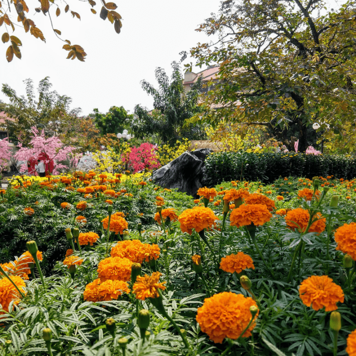 Flowers Tet Vietnam Holiday