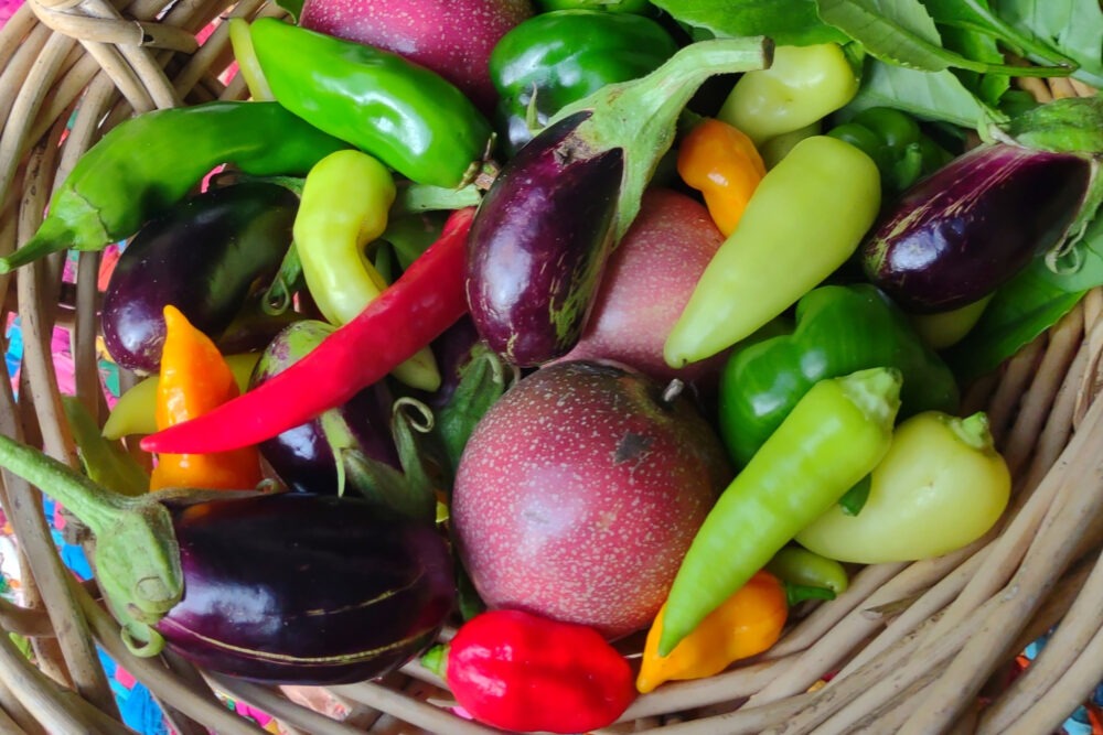 Thai ingredients from the garden