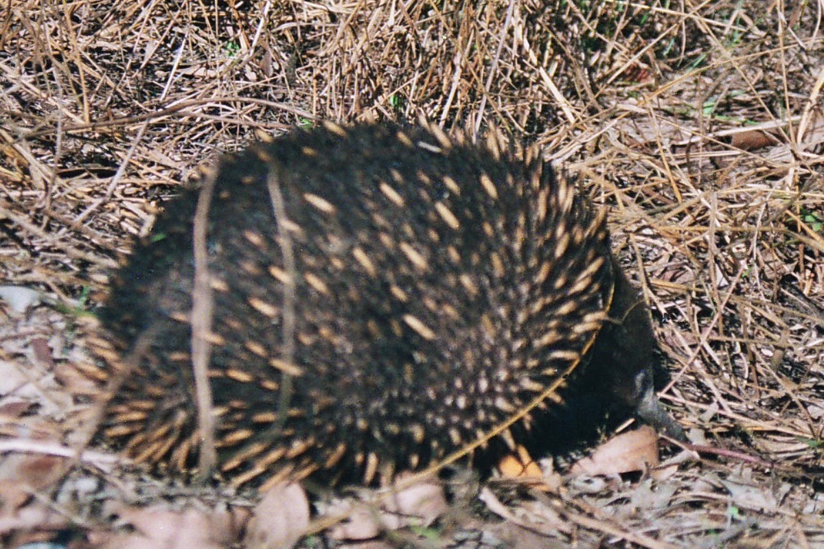 australian echidna can you eat echidna