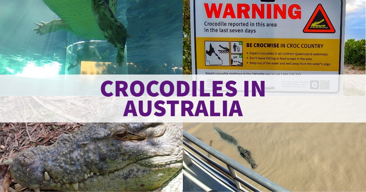 crocodiles in australia australian crocs
