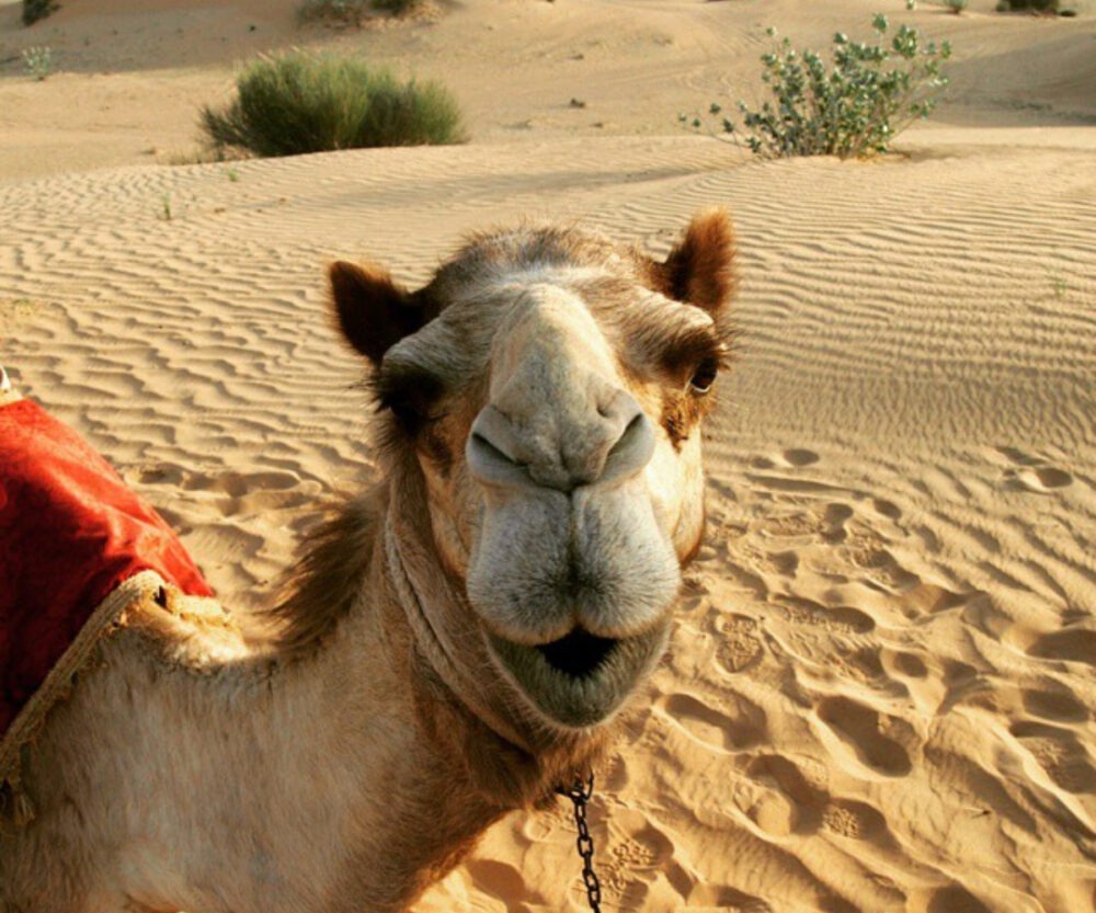 Dubai July Hot Desert Climate