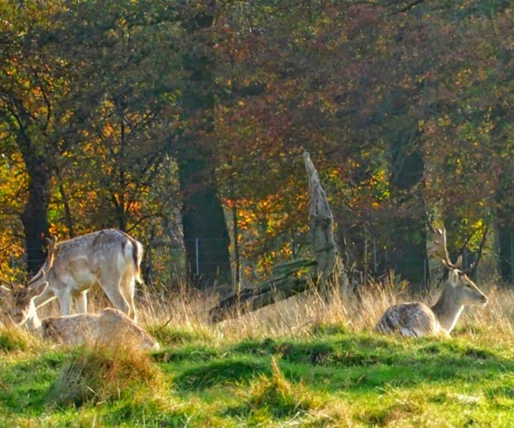 Wildlife in England with kids