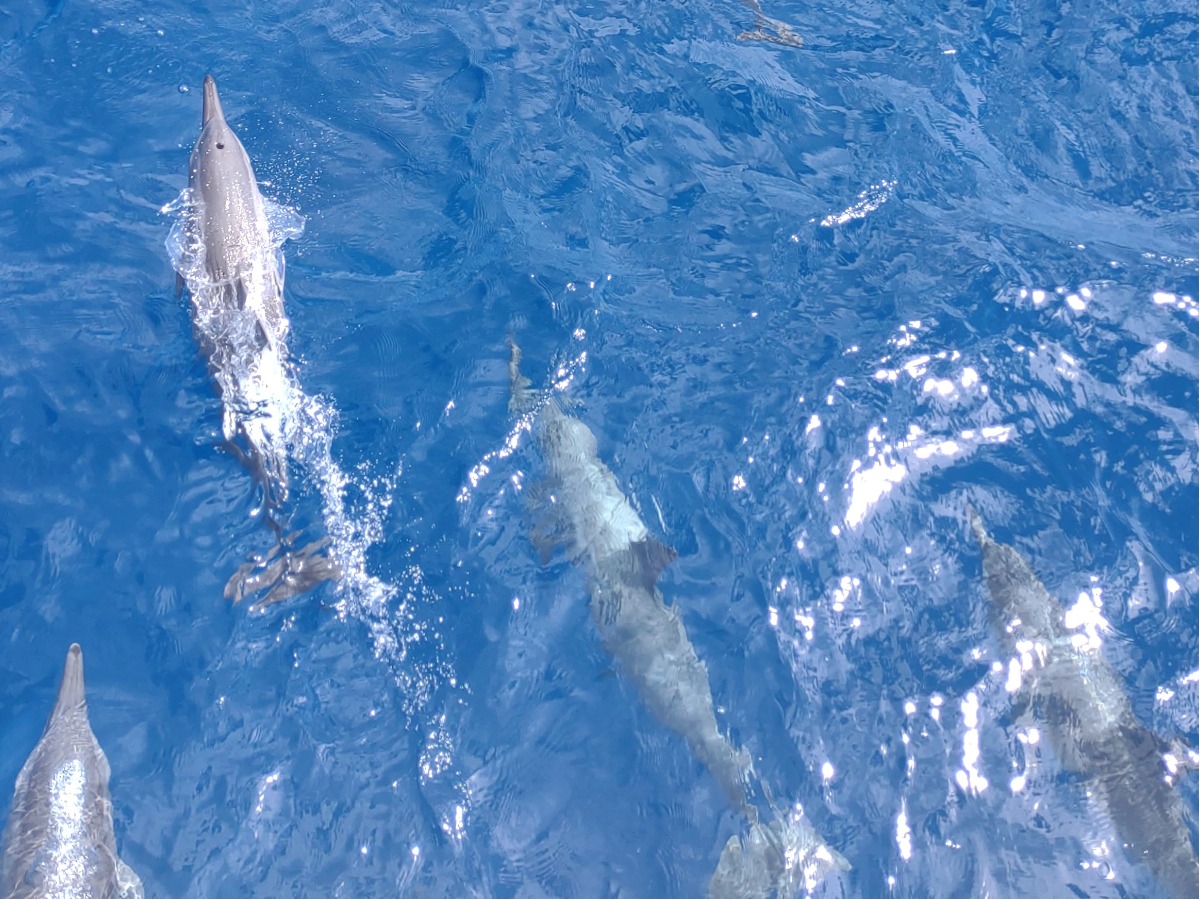 Great Barrier Reef From Port Douglas Kids Families