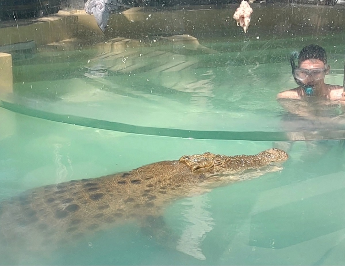 Crocodile in Australia