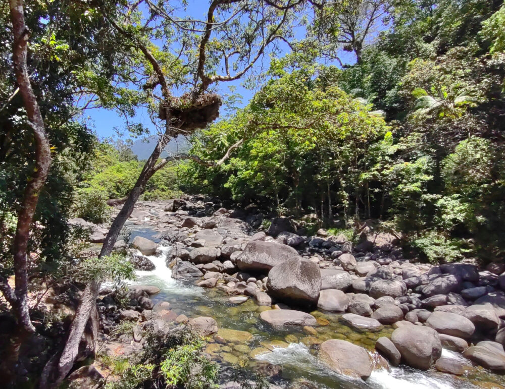 Mossman Gorge Daintree Rainforest