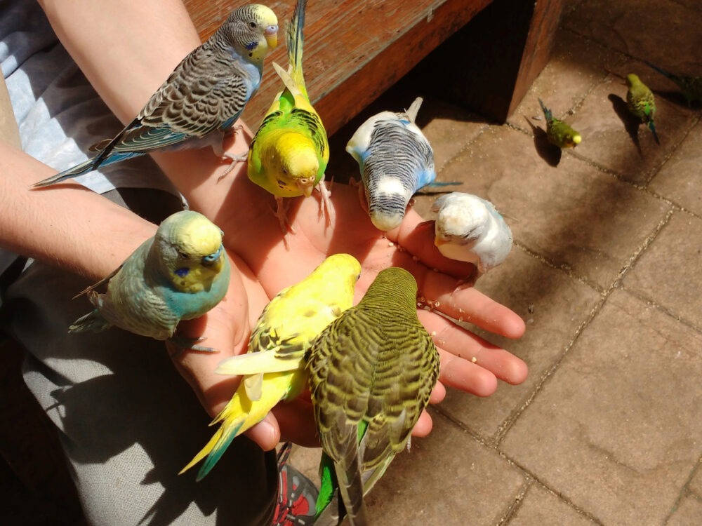 Langkawi kids animal park