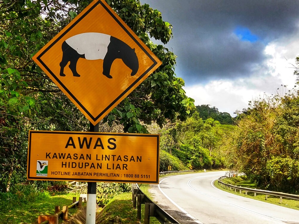 Self drive hire car in Malaysia with kids