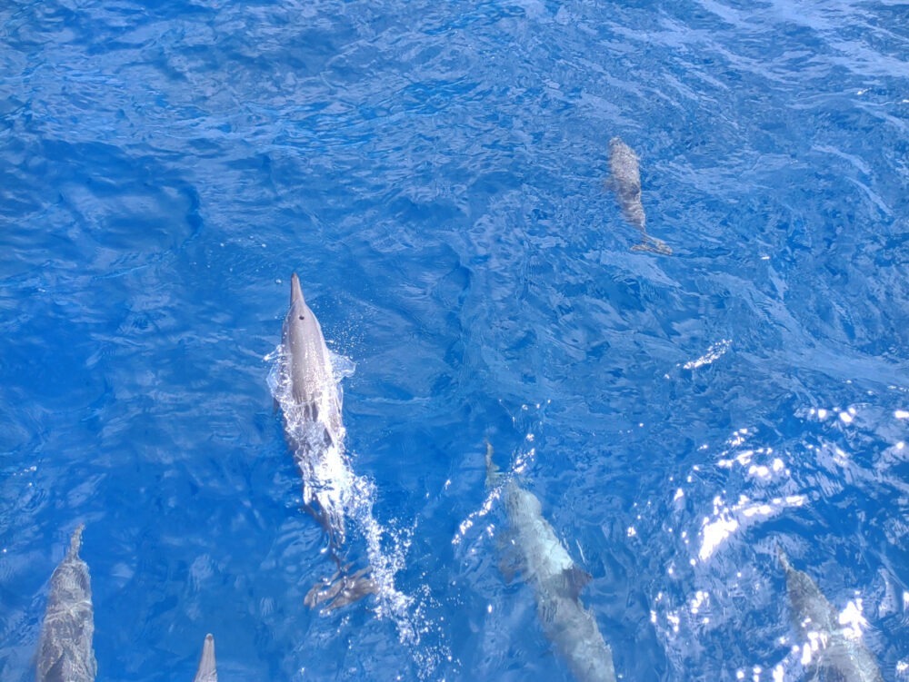 Port Douglas love the sea