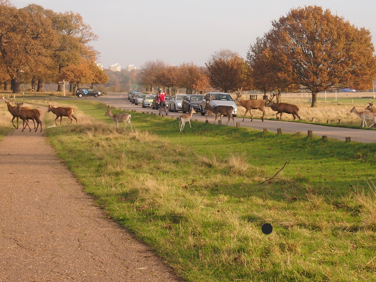 Richmond Park deer