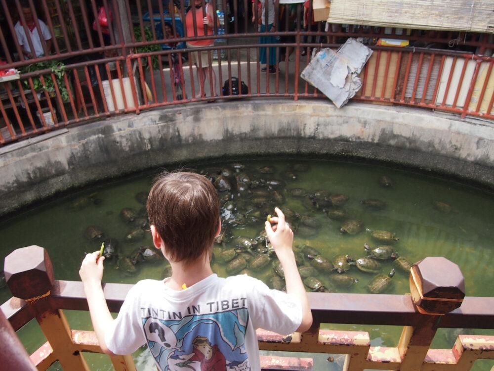 Malaysia kids turtle feeding