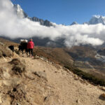 Trekking in Nepal, Best Treks and How To Do It Trekking trail in Nepal