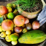 Gardening in the tropics fruit harvest