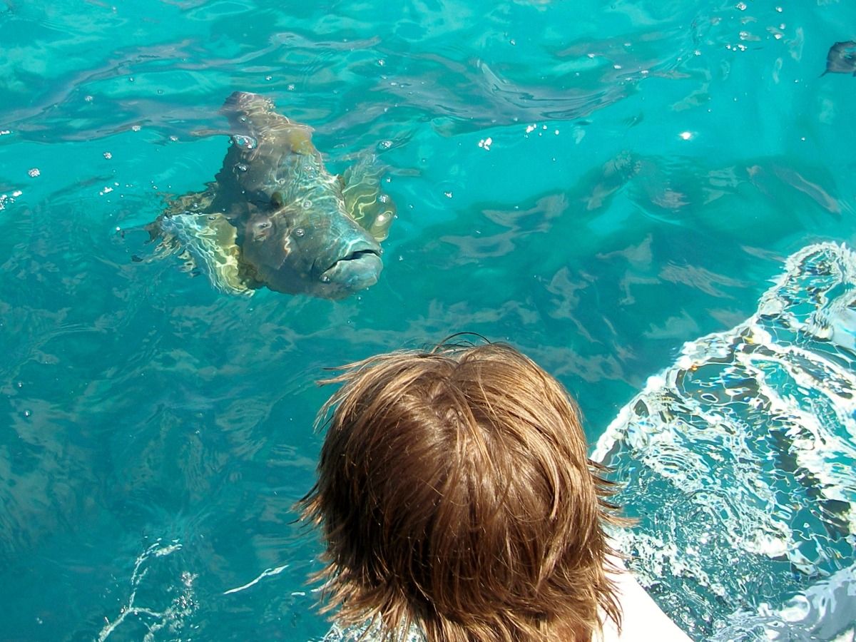 Things to Do in Port Douglas Top Thing the reef