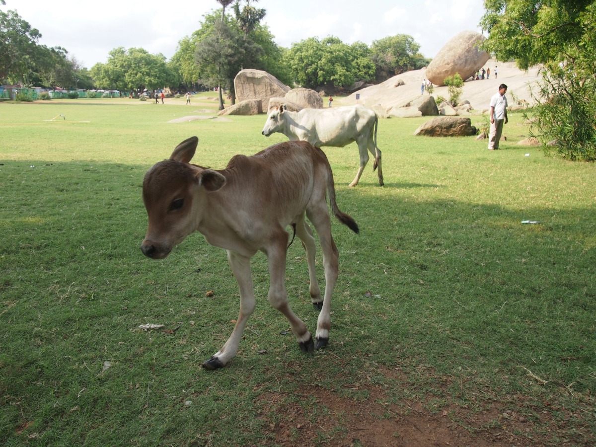 Mamallapuram Krishna Butterball.