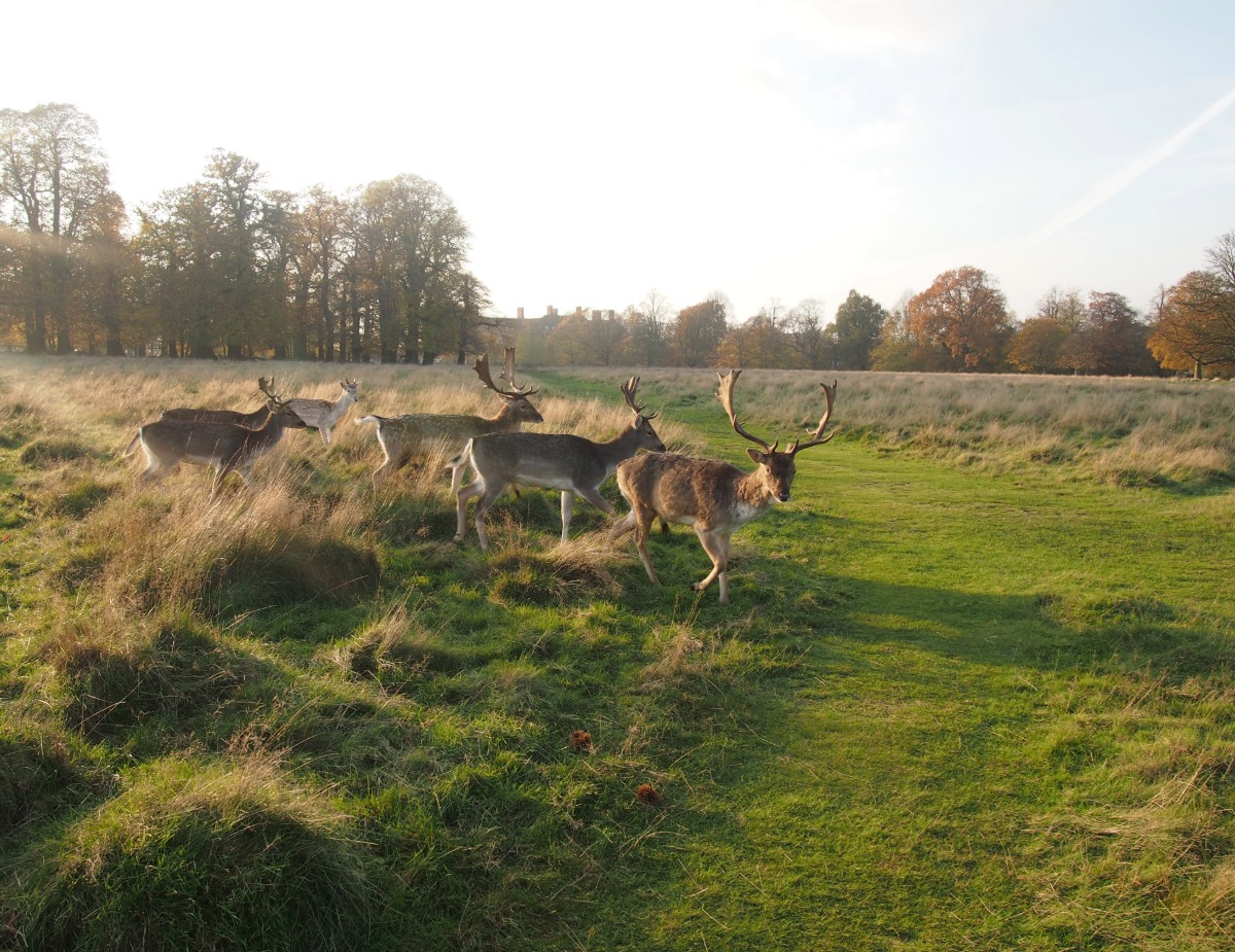 Richmond Deer Park London