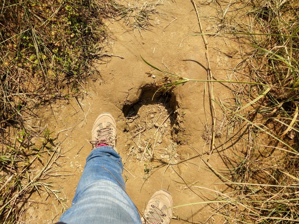 Chitwan Nepal rhino tracks