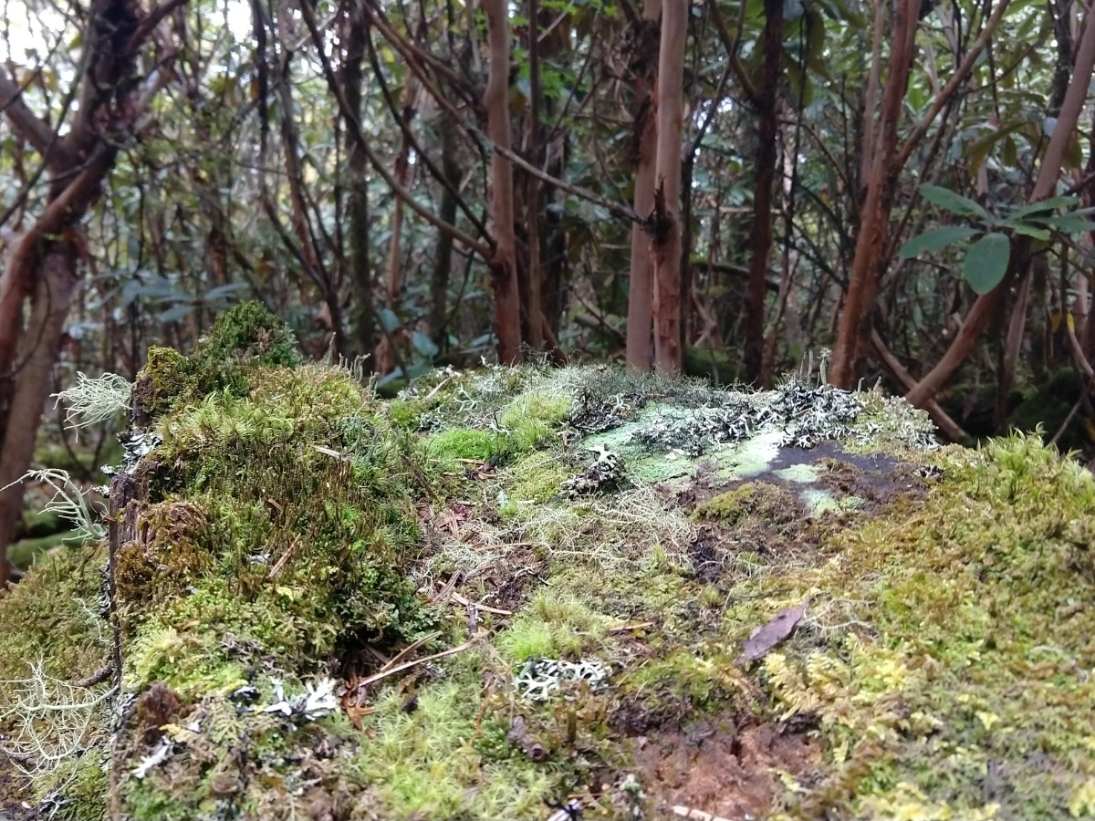 Forest walk to Kila nunnery