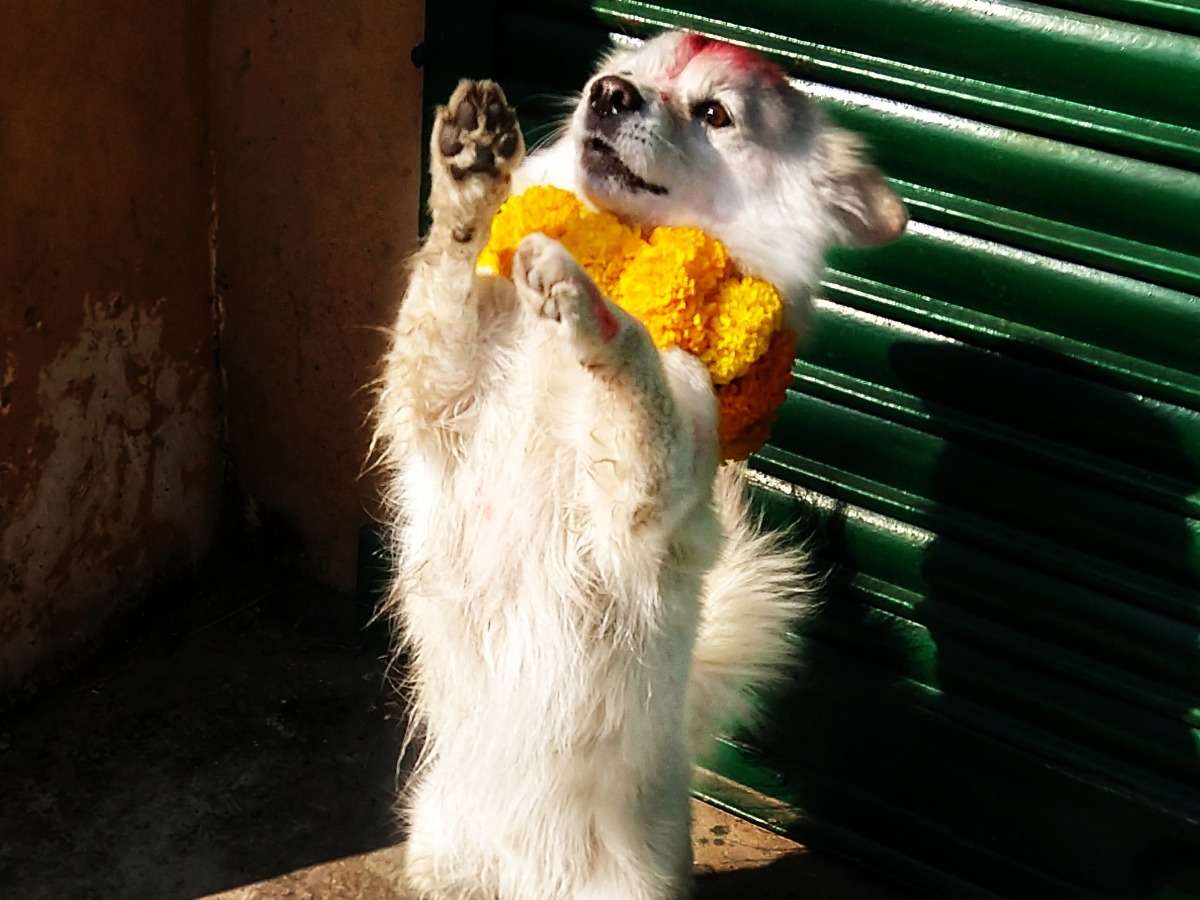 Pokhara Nepal Diwali dog
