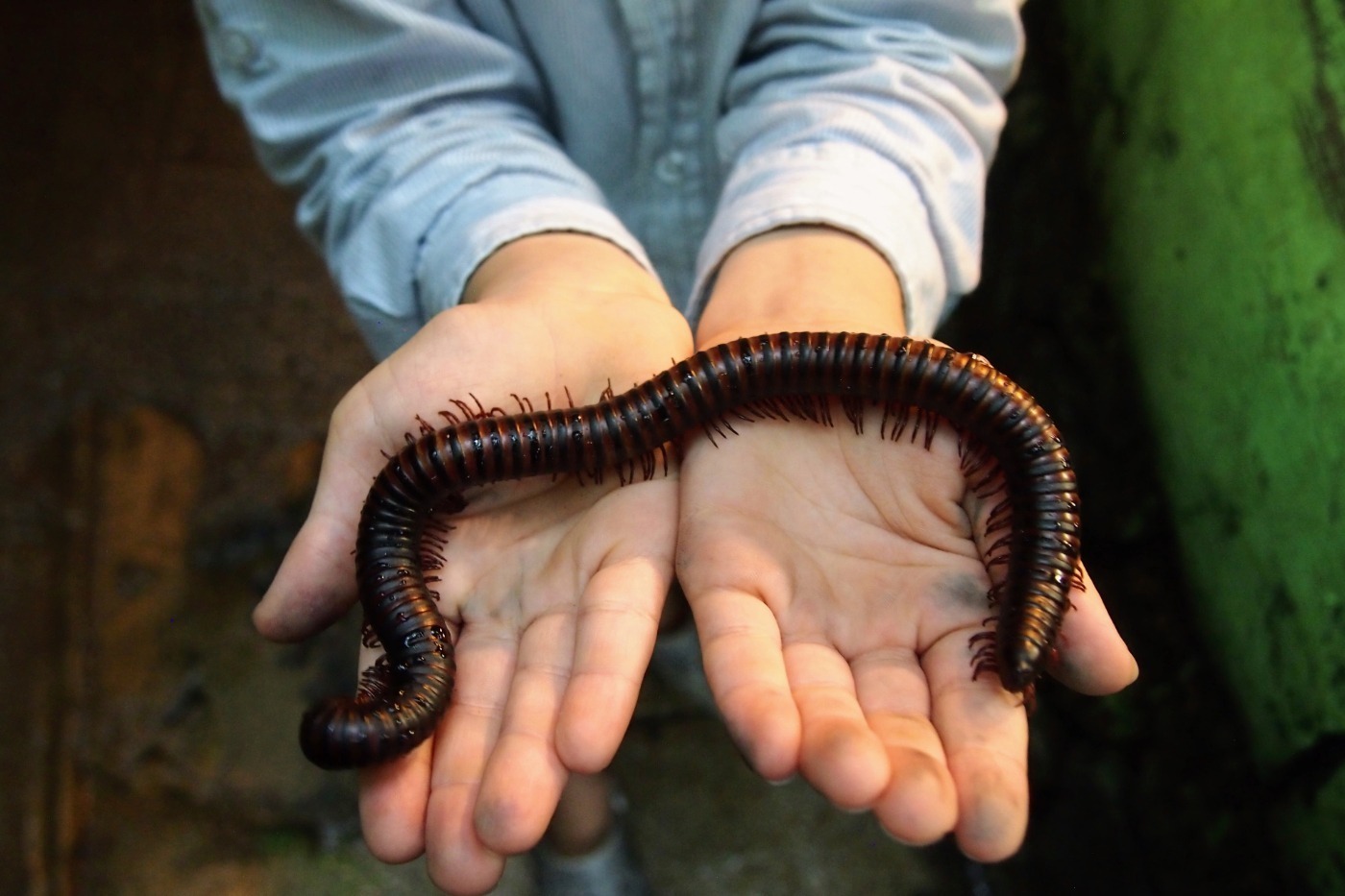 child holding a giant millipede at a wildlife park in Malaysia