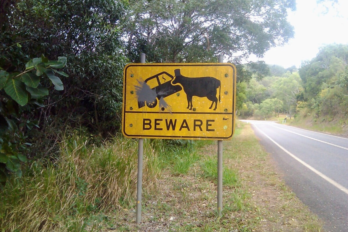 Road sign in Australia showing a car hitting a cow