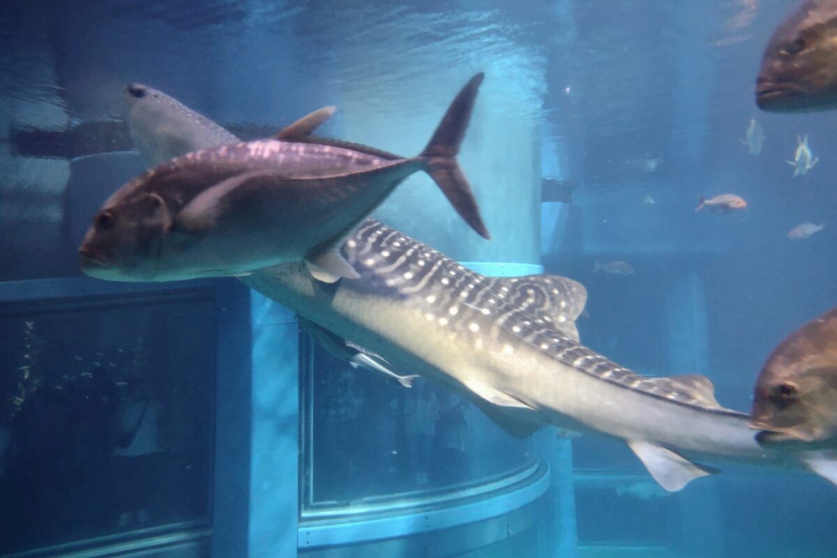 Whale shark osaka aquarium
