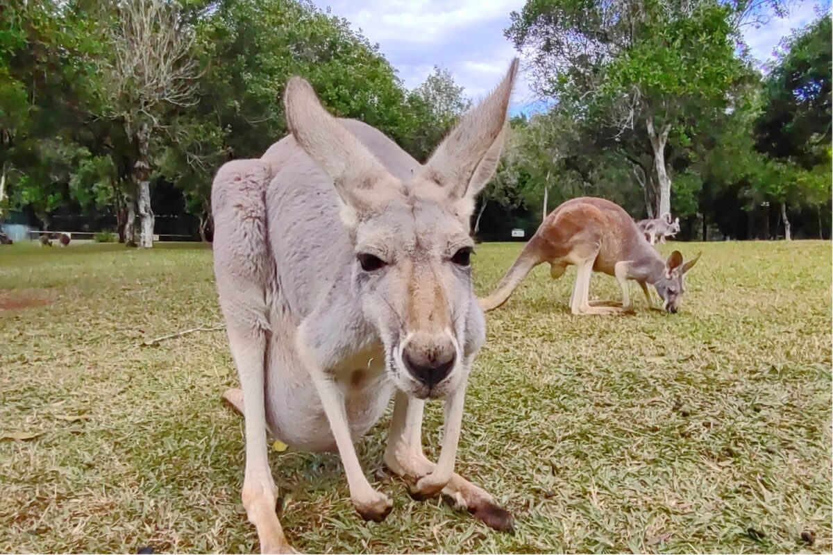 Best places in Australia for wildlife