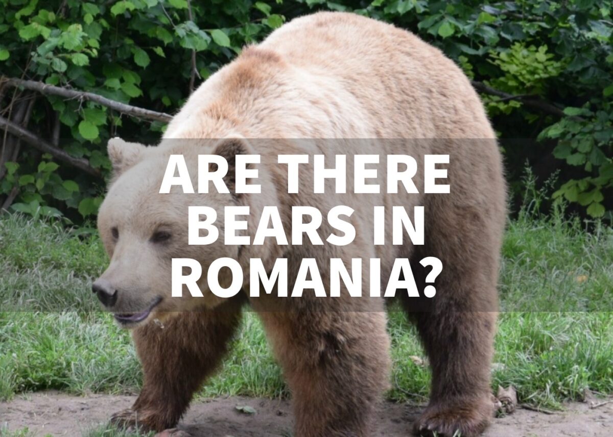 bear in Romania text "Are there bears in Romania"