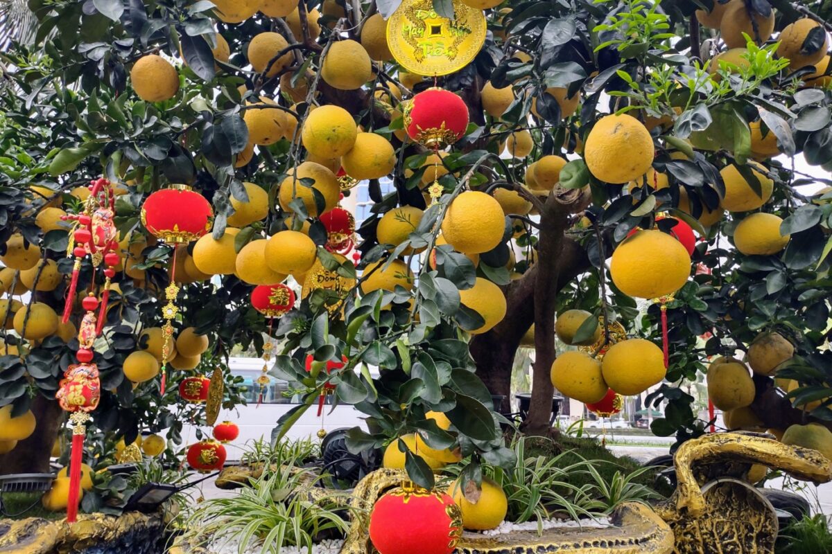 January Tet decorations Vietnam